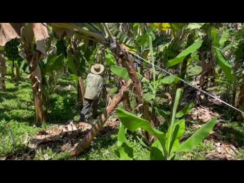 Chuối Laba Đà Lạt - Công Ty TNHH CHUỐI LABA ĐÀ LẠT QUỐC VƯƠNG