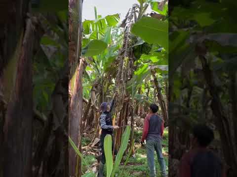 Chuối Laba Việt - Công Ty Quốc Vương