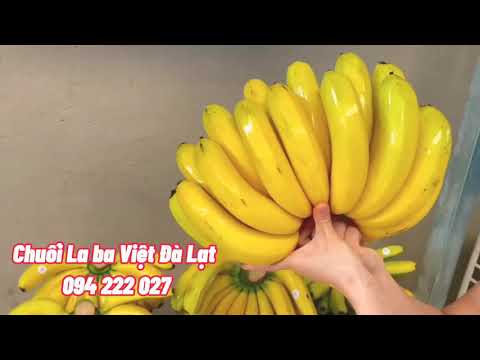 Chuối La Ba Việt - 0942 222 027