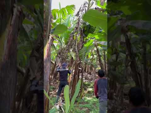 Chuối LaBa Đà Lạt 0942222027