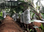 Quy trình kỹ thuật canh tác chuối La Ba