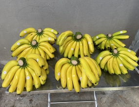 Chuối Laba Việt Quốc Vương