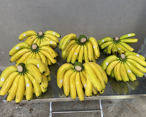 Chuối Laba Việt Quốc Vương