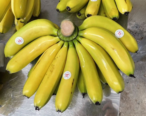 Chuối Laba Quốc Vương