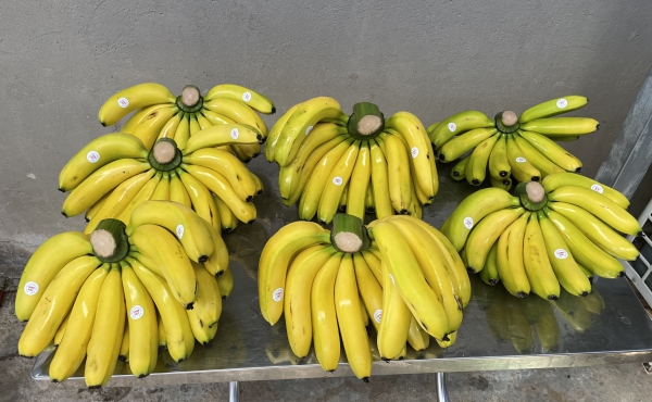 Chuối Laba Việt Quốc Vương
