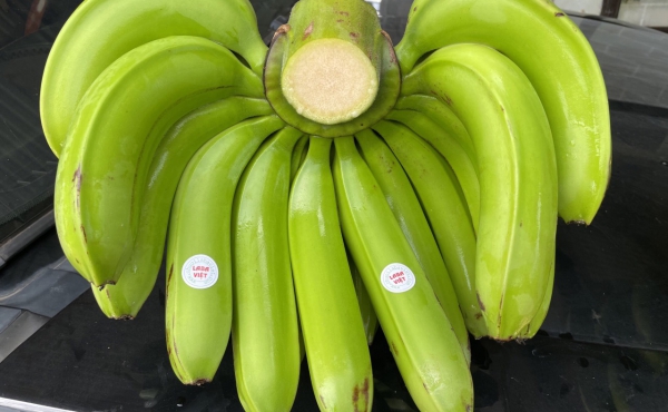 Chuối La Ba Quốc Vương